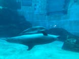 名古屋港水族館に投稿された画像（2021/12/26）