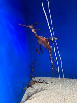 サンシャイン水族館に投稿された画像（2021/12/26）