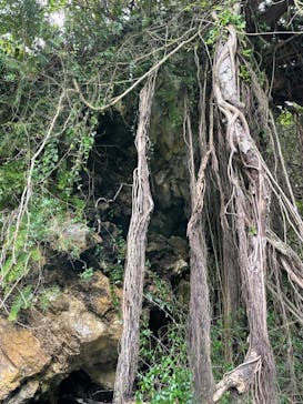 沖縄海うさぎ・海あしびに投稿された画像（2021/12/26）