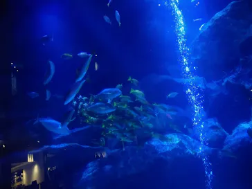 すみだ水族館に投稿された画像（2021/12/26）