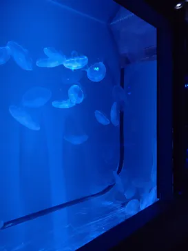 すみだ水族館に投稿された画像（2021/12/26）