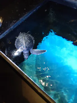 すみだ水族館に投稿された画像（2021/12/26）