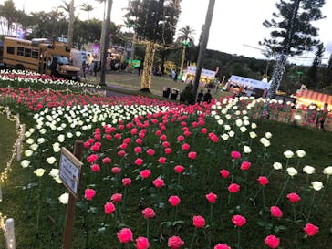 美らヤシパークオキナワ・東南植物楽園に投稿された画像（2021/12/26）