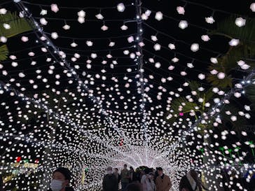 美らヤシパークオキナワ・東南植物楽園に投稿された画像（2021/12/26）