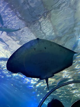 串本海中公園水族館に投稿された画像（2021/12/26）