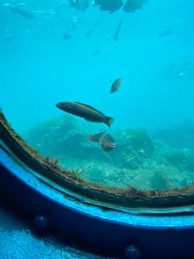 串本海中公園水族館に投稿された画像（2021/12/26）