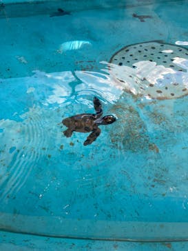 串本海中公園水族館に投稿された画像（2021/12/26）