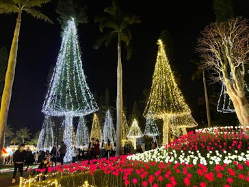 美らヤシパークオキナワ・東南植物楽園に投稿された画像（2021/12/26）