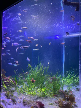 横浜・八景島シーパラダイスに投稿された画像（2021/12/26）