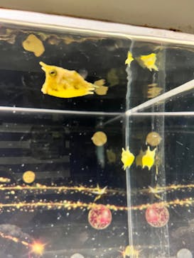 マクセル アクアパーク品川に投稿された画像（2021/12/26）