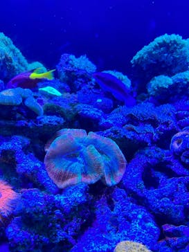 マクセル アクアパーク品川に投稿された画像（2021/12/26）