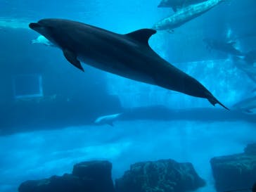 名古屋港水族館に投稿された画像（2021/12/26）