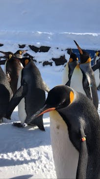 旭川市旭山動物園に投稿された画像（2021/12/26）