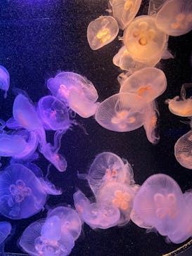 マリンワールド海の中道に投稿された画像（2021/12/26）