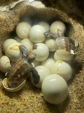 マリンワールド海の中道に投稿された画像（2021/12/26）