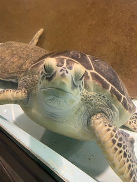 マリンワールド海の中道に投稿された画像（2021/12/26）