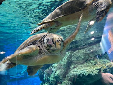 名古屋港水族館に投稿された画像（2021/12/26）