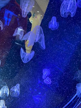 名古屋港水族館に投稿された画像（2021/12/26）