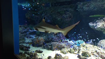 マクセル アクアパーク品川に投稿された画像（2021/12/26）