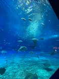 沖縄美ら海水族館に投稿された画像（2021/12/26）