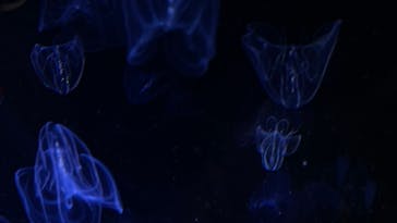 名古屋港水族館に投稿された画像（2021/12/26）