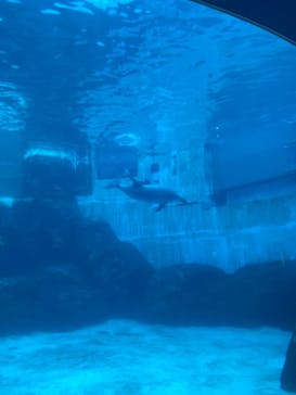 名古屋港水族館に投稿された画像（2021/12/26）