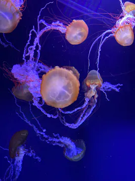 すみだ水族館に投稿された画像（2021/12/26）