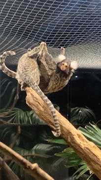 カワスイ 川崎⽔族館に投稿された画像（2021/12/26）