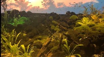 カワスイ 川崎⽔族館に投稿された画像（2021/12/26）