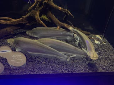 カワスイ 川崎⽔族館に投稿された画像（2021/12/26）