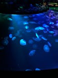 すみだ水族館に投稿された画像（2021/12/26）