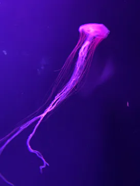 すみだ水族館に投稿された画像（2021/12/26）