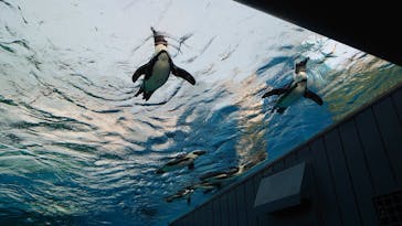 サンシャイン水族館に投稿された画像（2021/12/26）