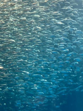 名古屋港水族館に投稿された画像（2021/12/26）