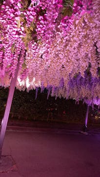 東京メガイルミに投稿された画像（2021/12/26）