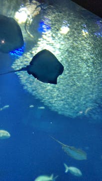 アクアワールド茨城県大洗水族館に投稿された画像（2021/12/26）