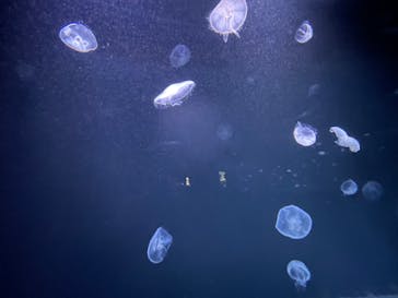 サンシャイン水族館に投稿された画像（2021/12/26）