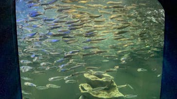 サンシャイン水族館に投稿された画像（2021/12/26）