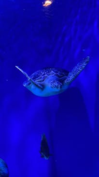 マクセル アクアパーク品川に投稿された画像（2021/12/26）