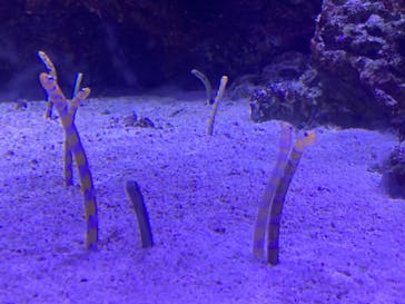 マクセル アクアパーク品川に投稿された画像（2021/12/26）