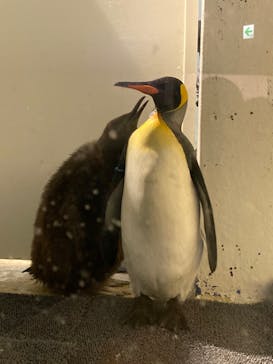 マクセル アクアパーク品川に投稿された画像（2021/12/26）