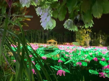 美らヤシパークオキナワ・東南植物楽園に投稿された画像（2021/12/26）