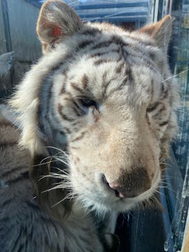 伊豆アニマルキングダムに投稿された画像（2021/12/26）