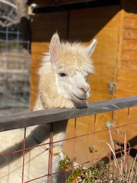 伊豆アニマルキングダムに投稿された画像（2021/12/26）