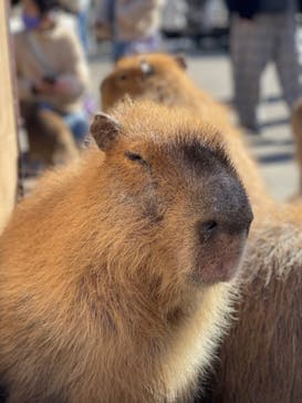 伊豆アニマルキングダムに投稿された画像（2021/12/26）