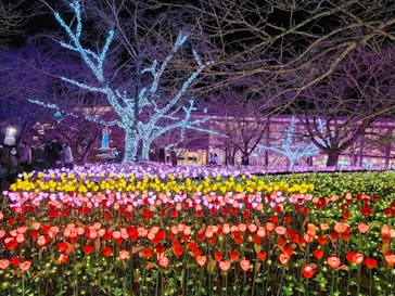 さがみ湖MORI MORIに投稿された画像（2021/12/26）