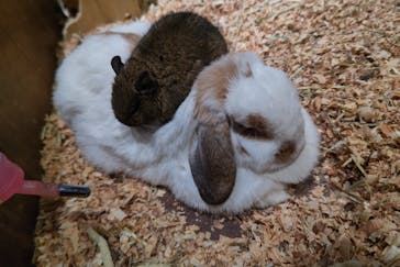 Moff animal world MARK IS みなとみらい店に投稿された画像（2021/12/26）