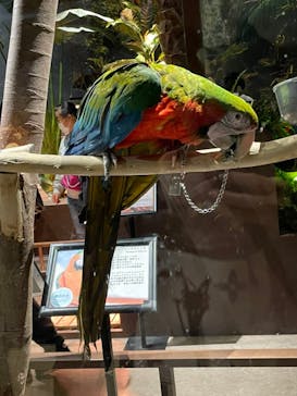 Moff animal world MARK IS みなとみらい店に投稿された画像（2021/12/26）