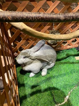 Moff animal world MARK IS みなとみらい店に投稿された画像（2021/12/26）