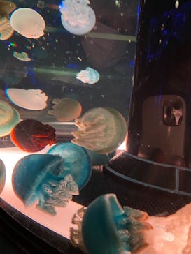 マクセル アクアパーク品川に投稿された画像（2021/12/26）